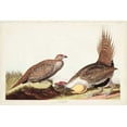 thumbnail image 2 of Audubon, John James 24x17 White Modern Wood Framed Museum Art Print Titled - Pl 371 Cock of the Plains, 2 of 4