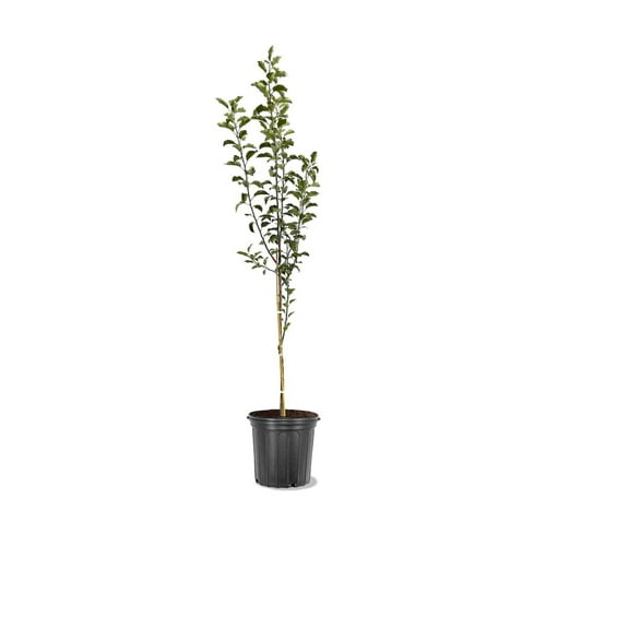 Expert Gardener 1-2 ft. tall Braeburn Apple Live Tree in 1- Gallon Grower Pot