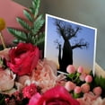 thumbnail image 3 of 3drose, Baobab Trees (adansonia), Berenty, Toliara, Madagascar - Af24 Ksu0039 - Keren Su, 12 Greeting Cards with Envelopes, 3 of 7