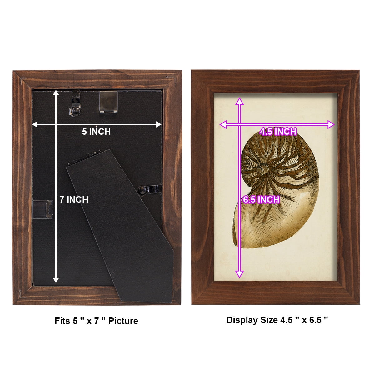 Sealife Collection V - Framed Print w/glass - Chestnut
