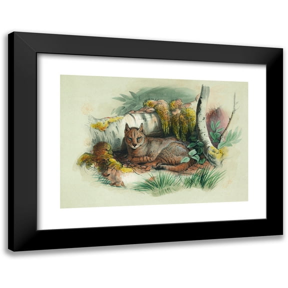 Joseph Wolf 14x11 Black Modern Framed Museum Art Print Titled - The Egyptian Cat (1861-1867)