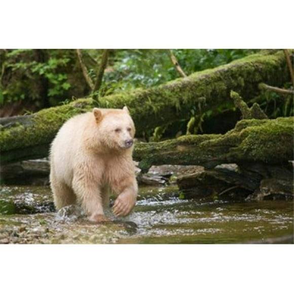 Danita Delimont PDDCN02BJA0049 British Columbia Princess Royal Island Spirit Bear Poster Print by Jaynes Gallery, 26 x 17
