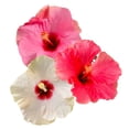 thumbnail image 2 of BloomSelect 18" Hibiscus Adonicus Live Outdoor Plant in 3QT Decor Pot (White, Dark Pink, Pink), 2 of 7