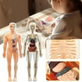 thumbnail image 3 of Teaching Tool 3D Human Torso Model DIY Mannequin Skeleton Organ Anatomy, 3 of 8