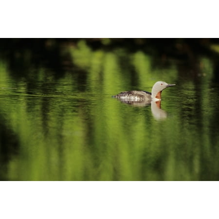 Loon Pond (Alaska Red Throated Loon (Gavia Stellata) Swims On A Green Pond Stretched Canvas - John Hyde Design Pics (34 x)