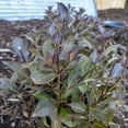 thumbnail image 2 of Java Red Weigela Super Value Pack Dormant Bare Root Flowering Starter Shrubs - 10 starter plants per offer, 2 of 4