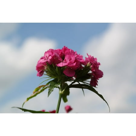Blooming Sweets - Canvas Print Inflorescence Blossom Sweet William Flower Bloom Stretched Canvas 10 x 14