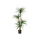 thumbnail image 3 of Estilizado para home y oficina decoration: versatile 4ft/5ft/6ft simulation dracaena artificial tree, 3 of 9