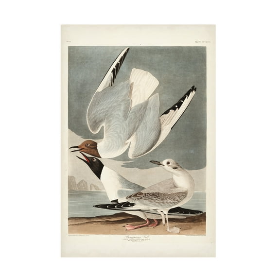 John James Audubon 'Bonapartian Gull' Canvas Art