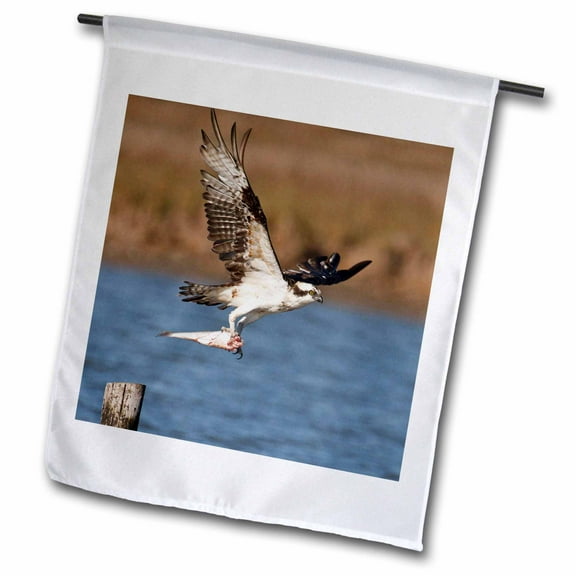 3dRose, Osprey bird (Pandion haliaetus) in flight, Texas, USA - US44 LDI0510 - Larry Ditto, 12 x 18 inch Garden Flag