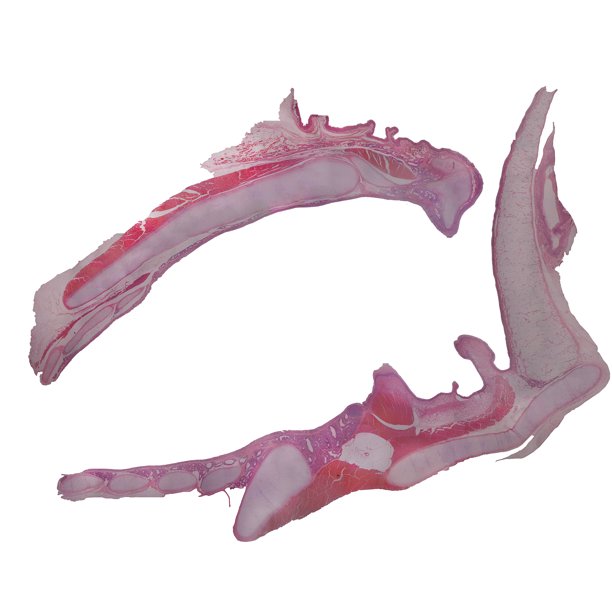 Larynx, Cat; Cross Section; H&E Stain