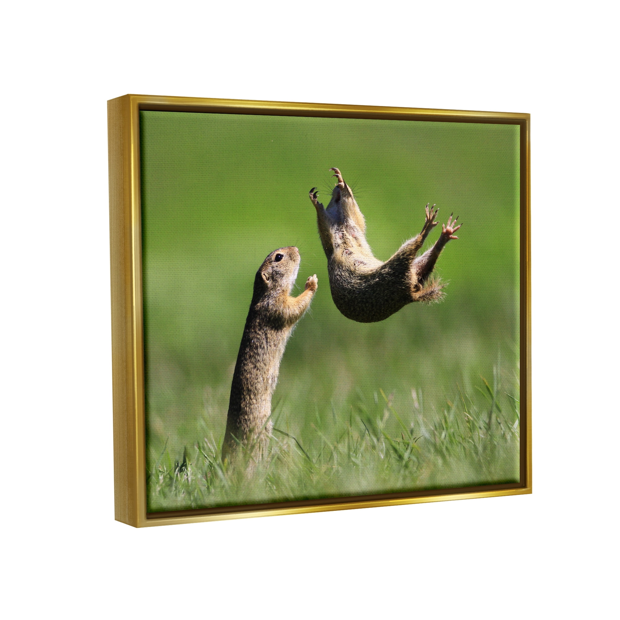 Stupell Industries Prairie Dogs Photography Animals & Insects Photography Gold Floater Framed Canvas Art Print Wall Art, 21 x 17