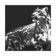 thumbnail image 1 of Winter Snow Leopard Portrait - Canvas, 1 of 10