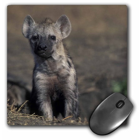 3dRose  Kenya  Masai Mara Game Reserve  Spotted Hyena wildlife-AF21 PSO0131 - Paul Souders  MousePad price history on PriceWatchPro