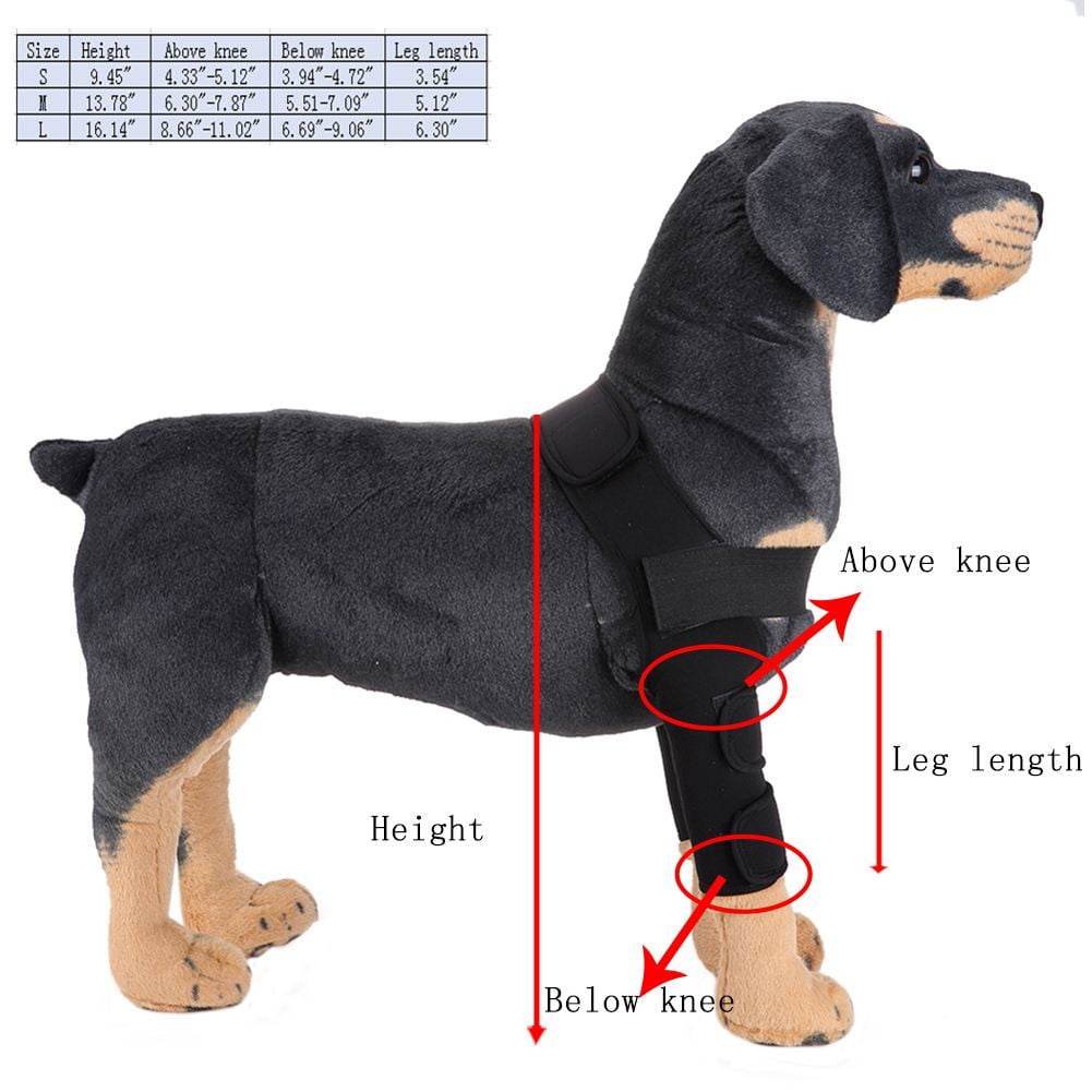 do dogs have 4 knees or 4 elbows