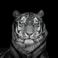 thumbnail image 3 of Frank, Assaf 20x20 Black Modern Framed Museum Art Print Titled - Blue eyes tiger face, 3 of 5