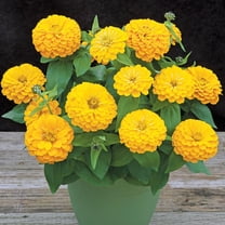 Zinnia Preciosa Yellow F1 Seed