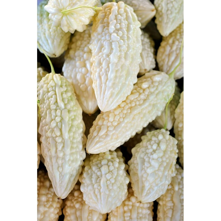 Exotic White Bitter Gourd Seeds for Planting - 10 Seeds White Bitter Melon - Rare and Hard to Find. Ships from Iowa, USA