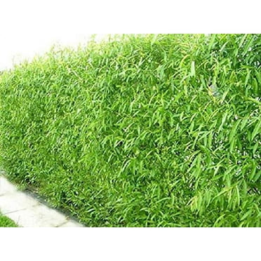 CZ Grain Natural Privacy Nature Friendly Fence, 60'