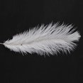 thumbnail image 5 of 100 Pieces White Natural Ostrich Feather 20-25cm Wedding DIY, 5 of 5