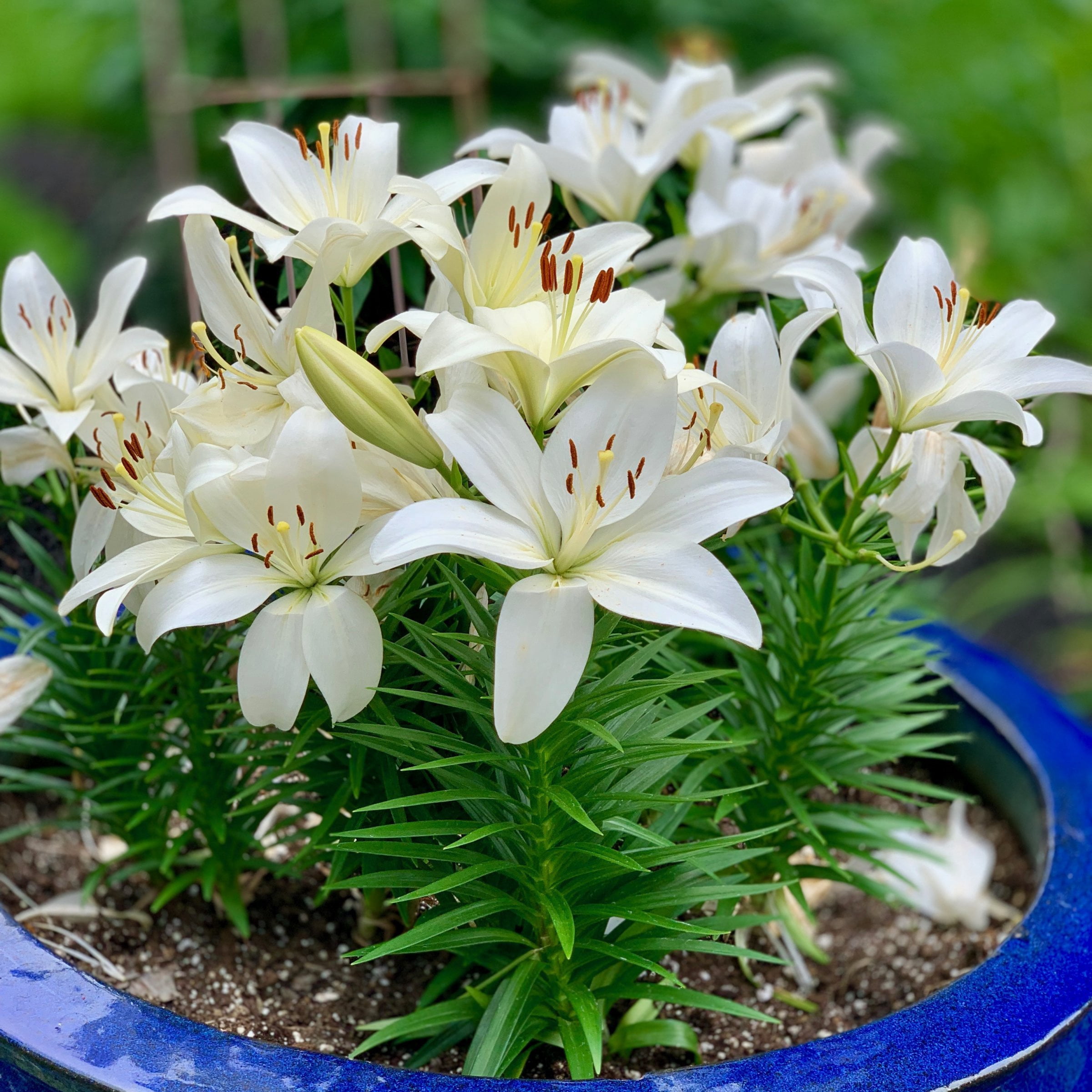 National Plant Network Lily LA Mixed Bulbs (10-Pack)