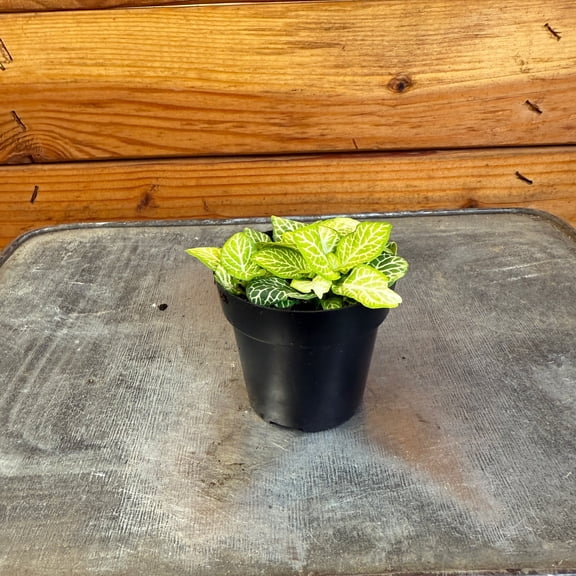 Fittonia Joly Lemon, 2" Plant, The Plant Farm