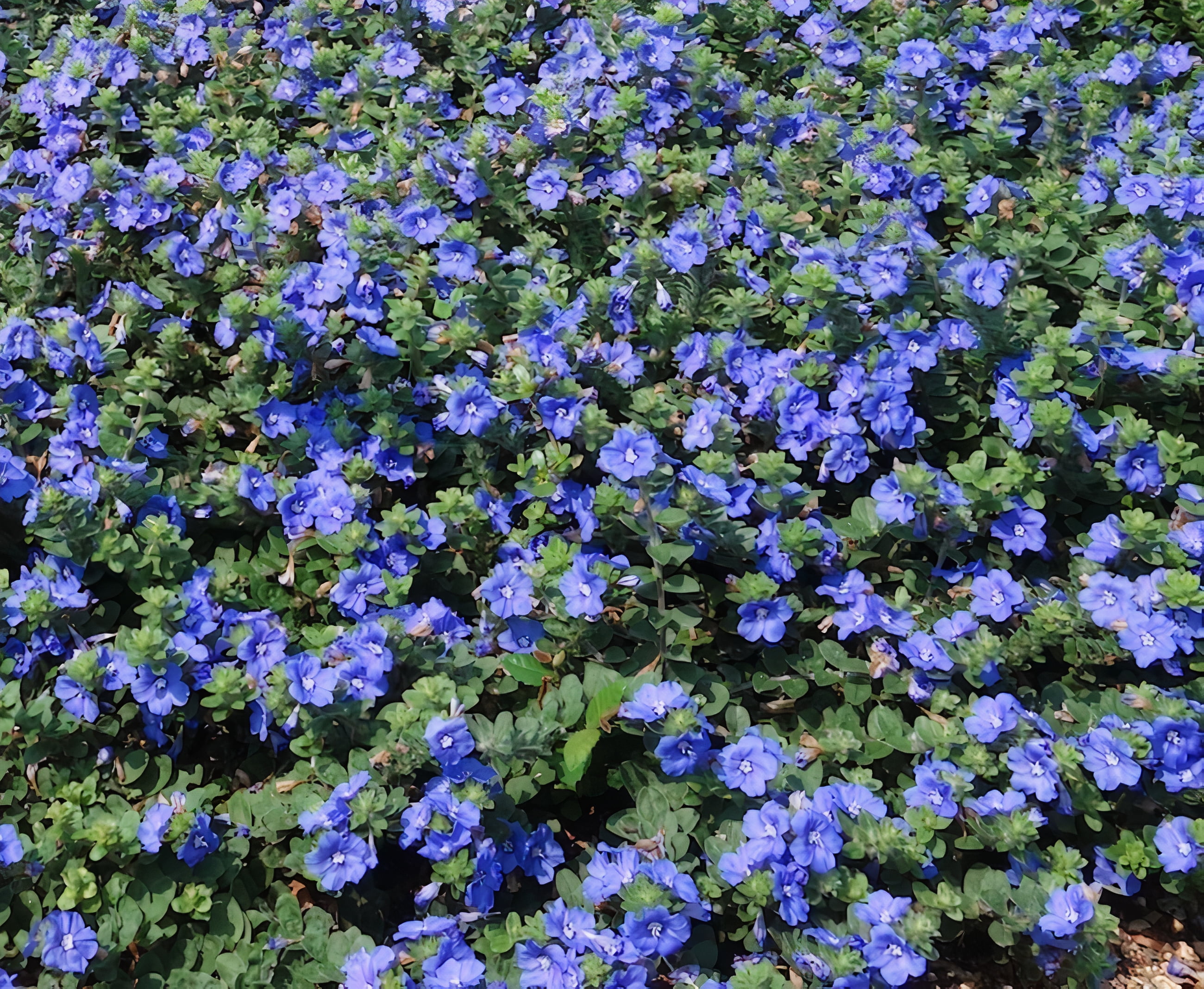 Expert Gardener 2Qt Evolvulous Blue Daze Live Plant Grower Pot Full Sun