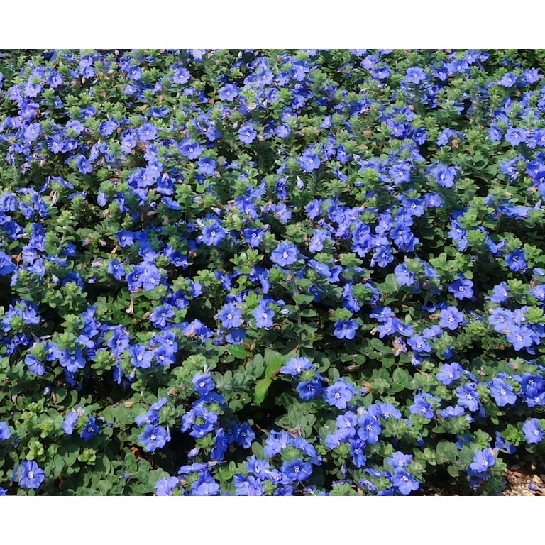 Expert Gardener 2Qt Evolvulous Blue Daze Live Plant Grower Pot