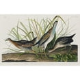 thumbnail image 3 of Audubon, John James 24x17 Black Modern Framed Museum Art Print Titled - Sora, or Rail, 3 of 5