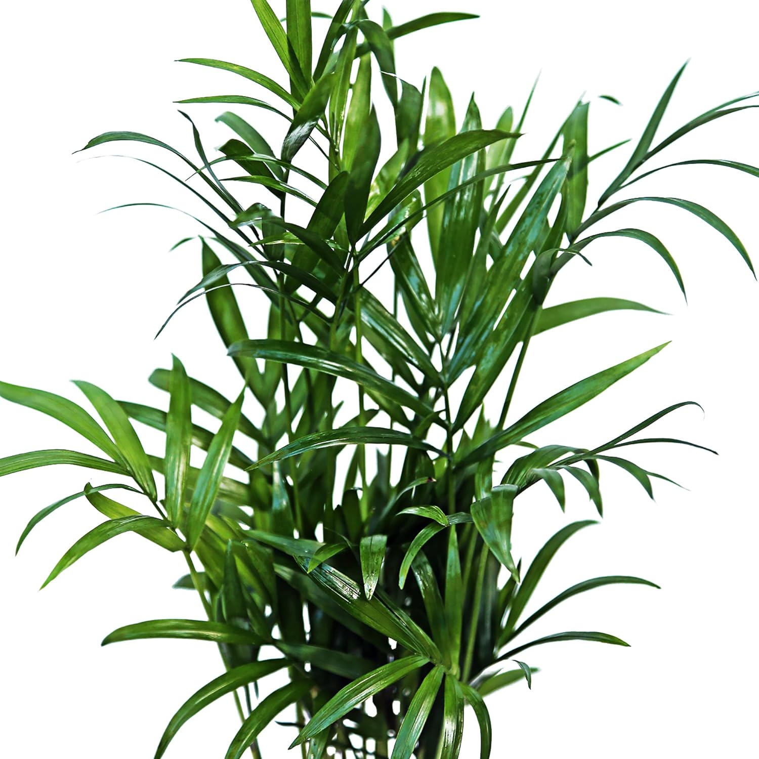 12 Pack Live Parlor Palm, Chamaedorea Elegans, Neanthe Bella, Indoor Potted Houseplant, Christmas Gift for Co-worker, Plant Mom Dad Gift, Live Decor, Birthday Gift in 3" Pot