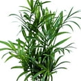 thumbnail image 3 of 12 Pack Live Parlor Palm, Chamaedorea Elegans, Neanthe Bella, Indoor Potted Houseplant, Christmas Gift for Co-worker, Plant Mom Dad Gift, Live Decor, Birthday Gift in 3" Pot, 3 of 5