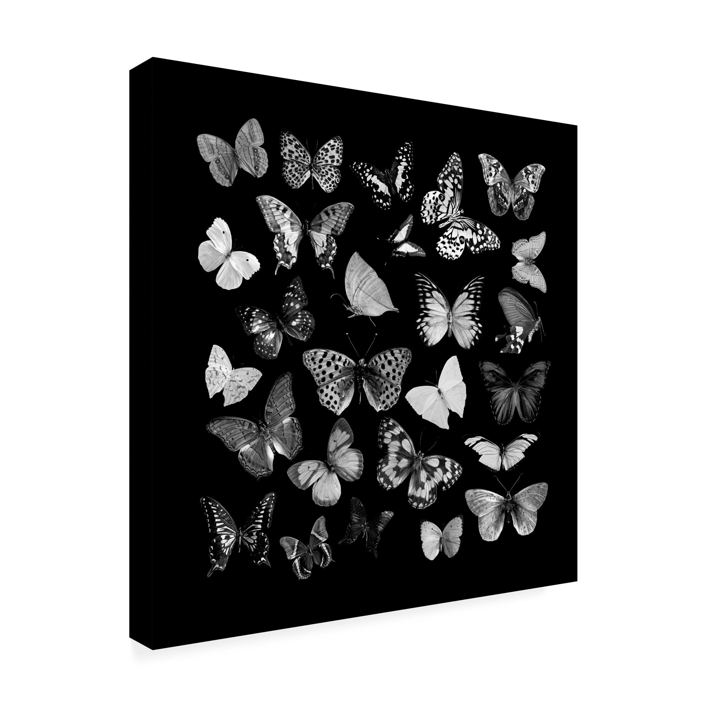 Canvas Wall Art - Tom Quartermaine 'Black and White Butterflies Square' Wall Art for Living Room, Bedroom, or Office DÃ©cor by Trademark Fine Art - 18 x 18 Inches