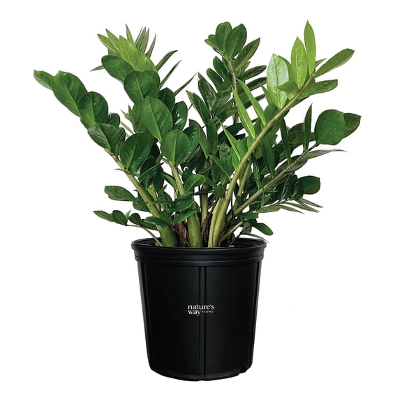 Nature's Way Farms ZZ Plant Live Plant (7-11 inches tall) in growers pot