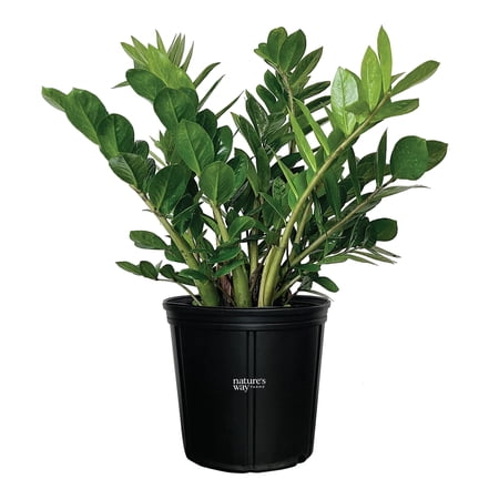 Nature's Way Farms ZZ Plant Live Plant (7-11 inches tall) in growers pot