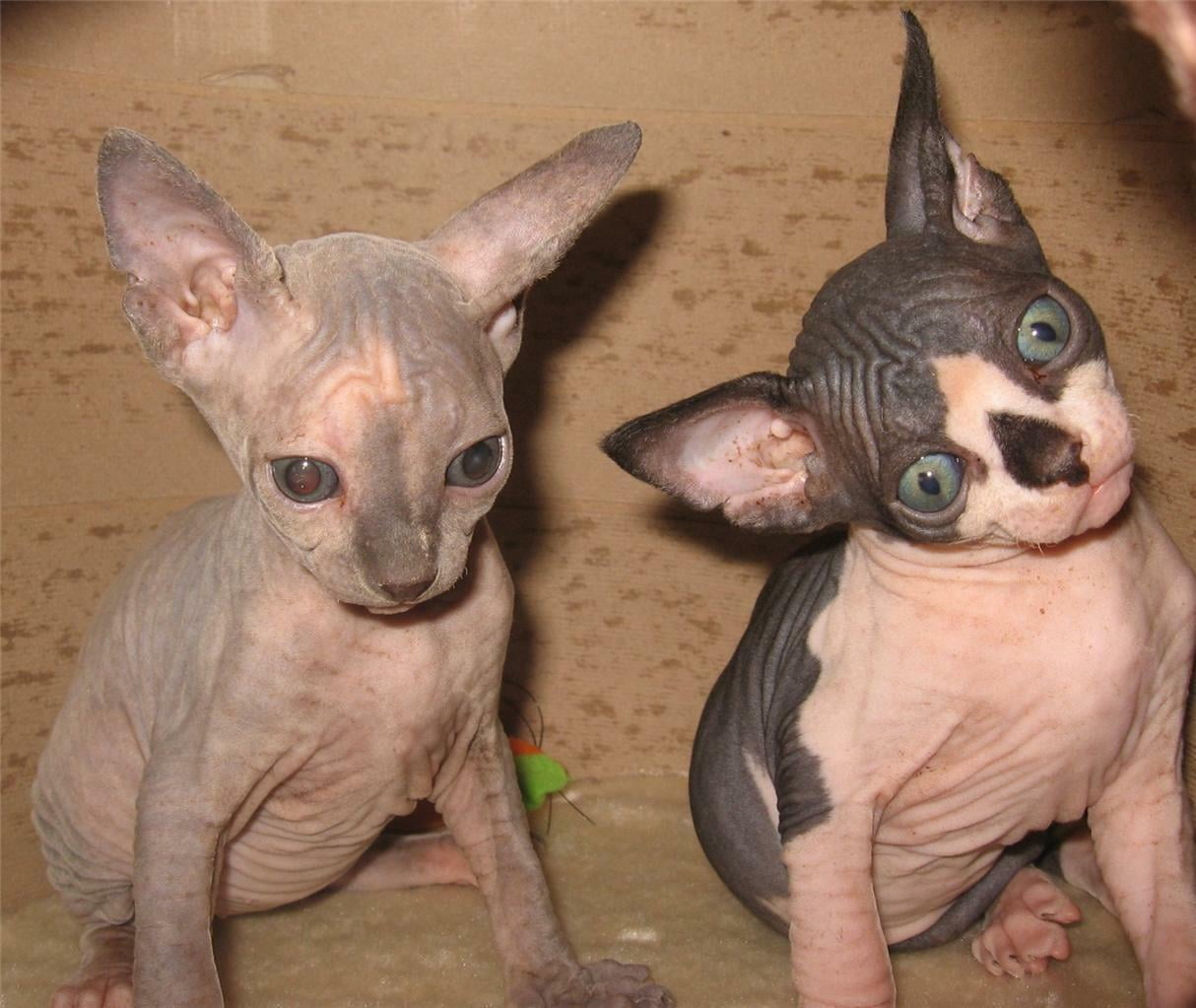 Laminated Poster Sphynx Kittens Cat Cute Funny Ugly Cool Baby Poster