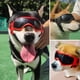 thumbnail image 2 of Gafas para perros Gafas de sol protectoras Gafas para mascotas ajustables para pequeñas y medianas, 2 of 8