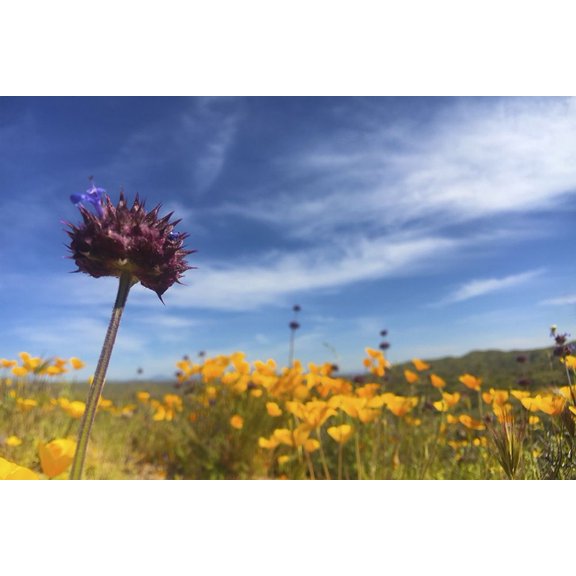 Wildflowers XXXIII Poster Print by Popcorn Popcorn (24 x 15)