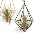thumbnail image 4 of Zioy Propagation Stations Glass Terrarium Plant Geometric Shape Plant Iron Stand Air Plant Holder Home Office Decor, 4 of 6