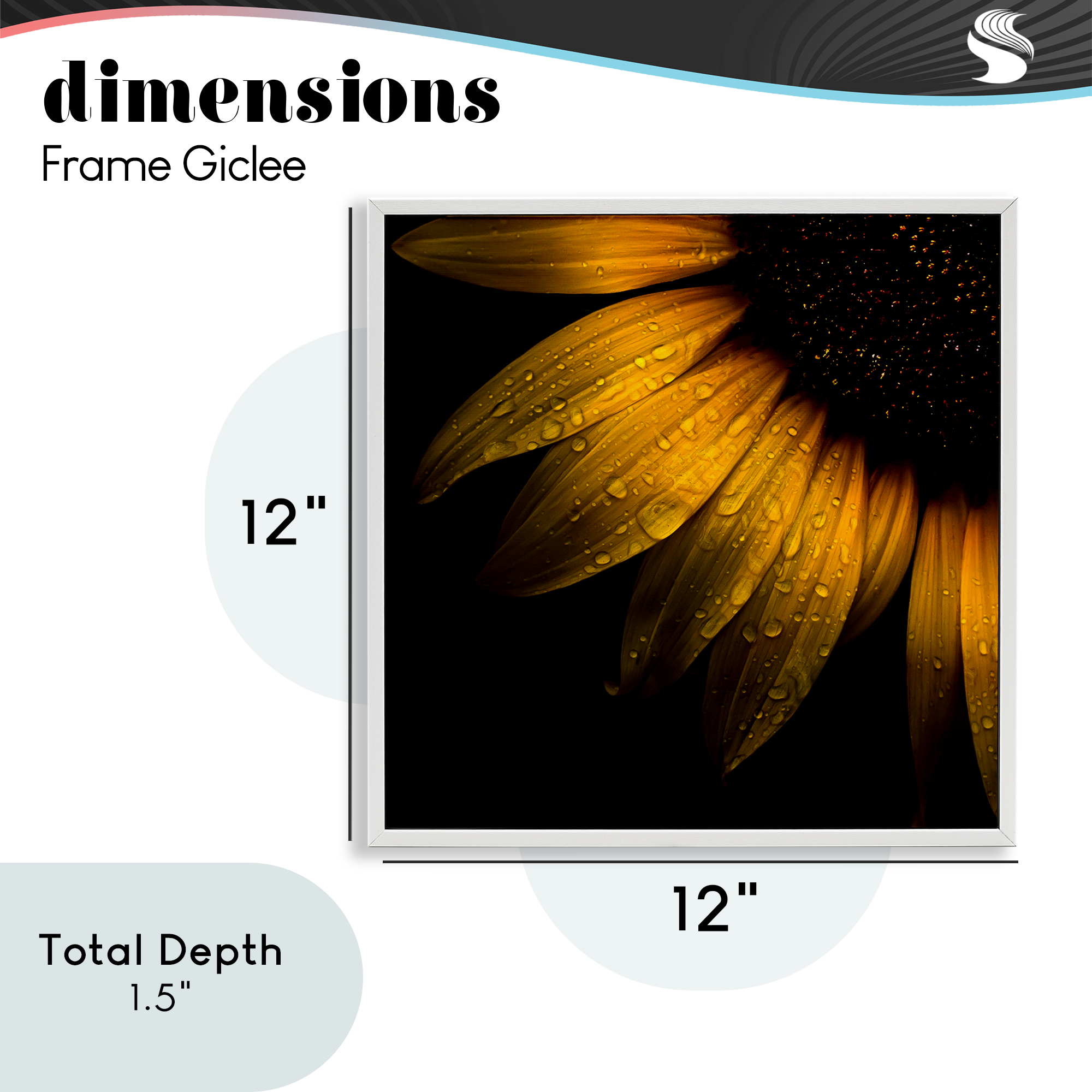 Sunflower Detail with Droplets White Framed Giclee Art, design by Brian Carson Photography