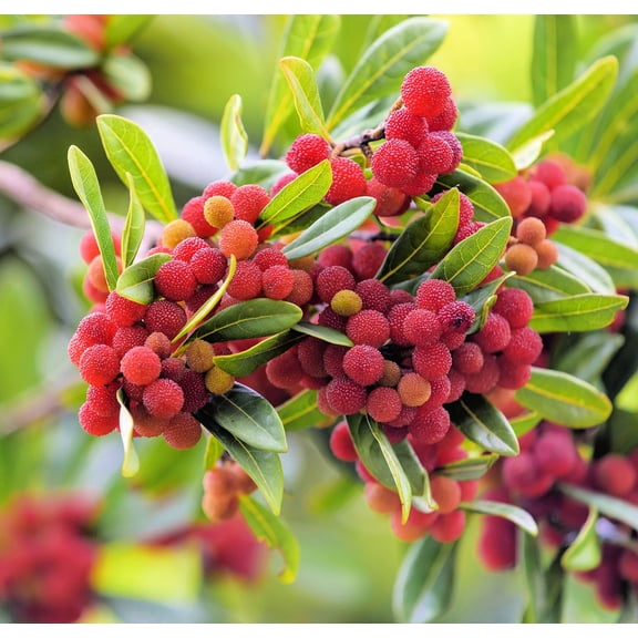 Yumberry Tree Seeds for Planting (10 Seeds) - Yang-mei Tree, Myrica rubra, Exotic Bayberry
