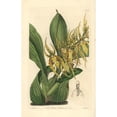 thumbnail image 2 of Mr Lance'S Brassia Orchid, Brassia Lanceana Poster Print By ® Florilegius Mary Evans (24 X 36), 2 of 4