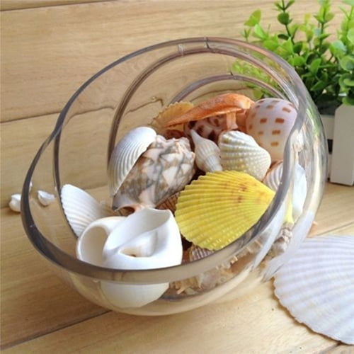 Seashells 13 Kinds of Shells 100 PCS Mixed Ocean Beach Colorful Seashells  with Starfish Perfect for Home Decoration, Art Craft, Fish Tank and Vase