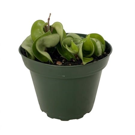 Hindu Indian Rope Plant - Hoya - Exotic/Easy - 4" Pot