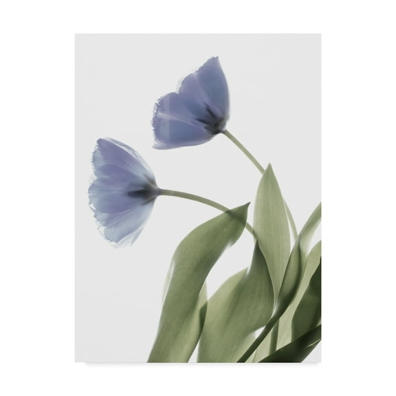 Trademark Fine Art 'Xray Tulip III' Canvas Art by Judy Stalus