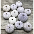 thumbnail image 3 of Sea Urchin | 12 Purple Sea Urchin Shell |12 Purple Sea Urchin Shells for Craft and Decor | Nautical Crush Trading TM, 3 of 9