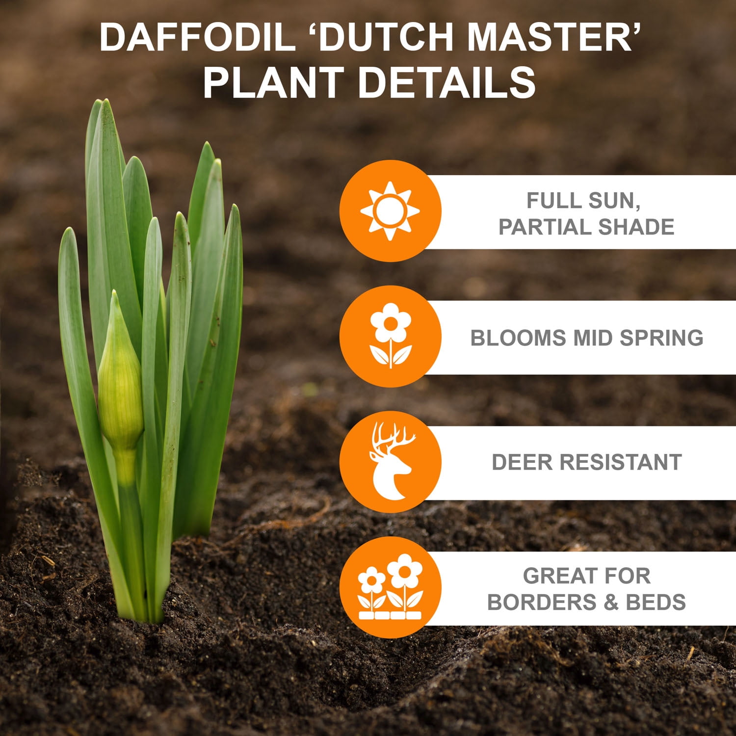 Garden State Bulb Narcissus Trumpet Dutch Master Daffodil Flower Bulbs, 14/16cm (Bag of 25)