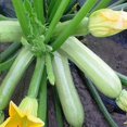 thumbnail image 2 of GSDWIUEW 30+ Courgettes Courgette Buisson Géant-Légume Blanchâtre, 2 of 7