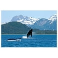 thumbnail image 1 of Great BIG Canvas | Rolled Poster Print entitled A humpback whale calf breaches as its mother swims nearby, Dundas Bay, Alaska, 1 of 4