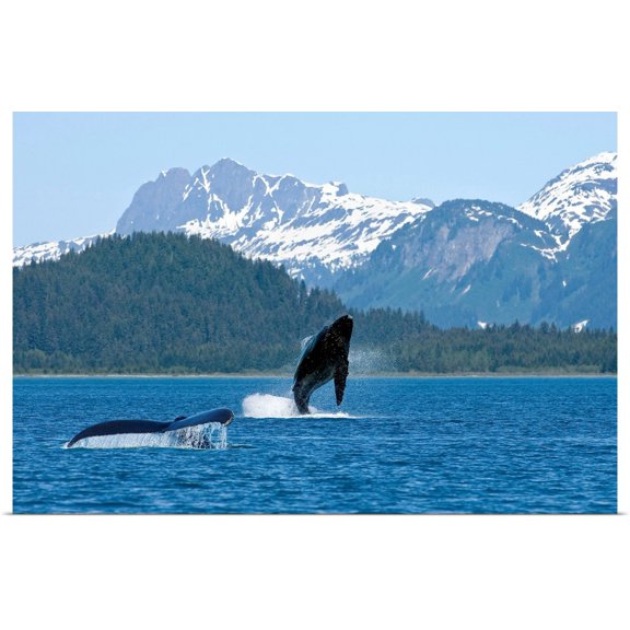 Great BIG Canvas | Rolled Poster Print entitled A humpback whale calf breaches as its mother swims nearby, Dundas Bay, Alaska