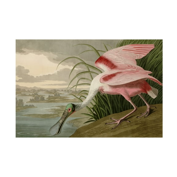 Trademark Fine Art John James Audubon Roseate Spoonbill Canvas Wall Art - 30x47